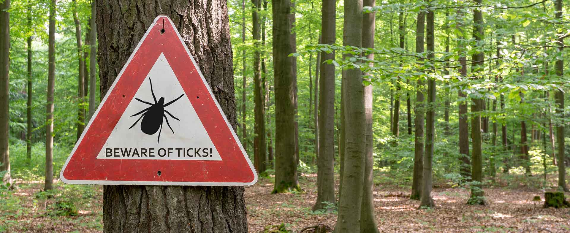 ticks