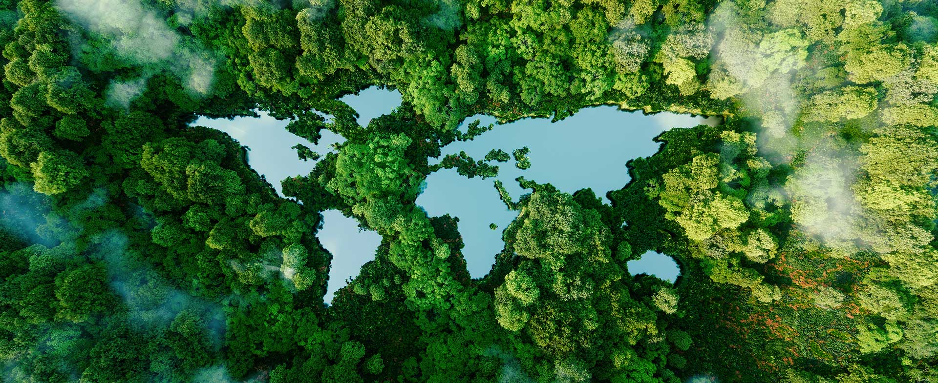 trees birds eye view world