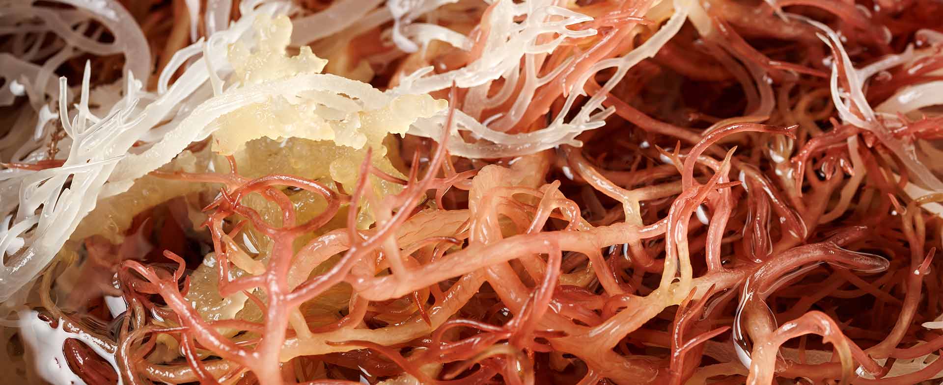 sea moss trend