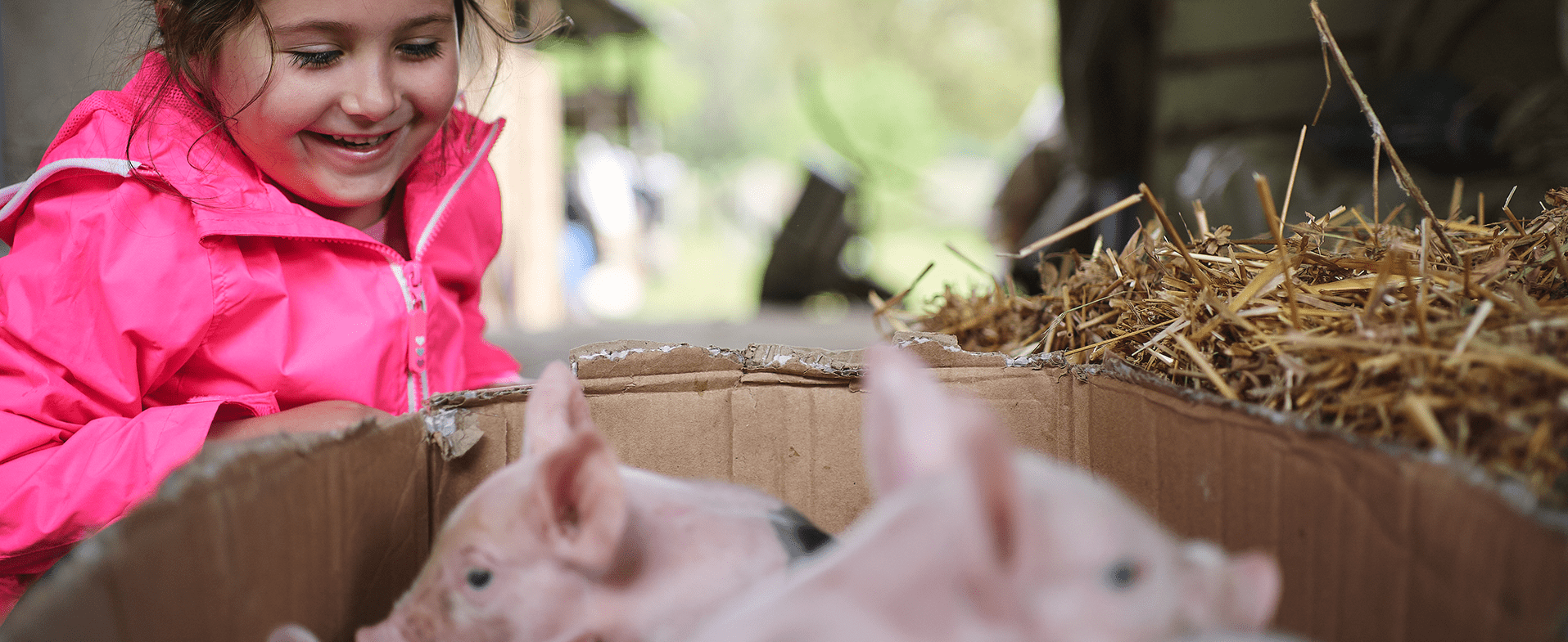Little girl wearing a bright pink jacket and smiling at pigs at a petting zoo. dummy desktop Image