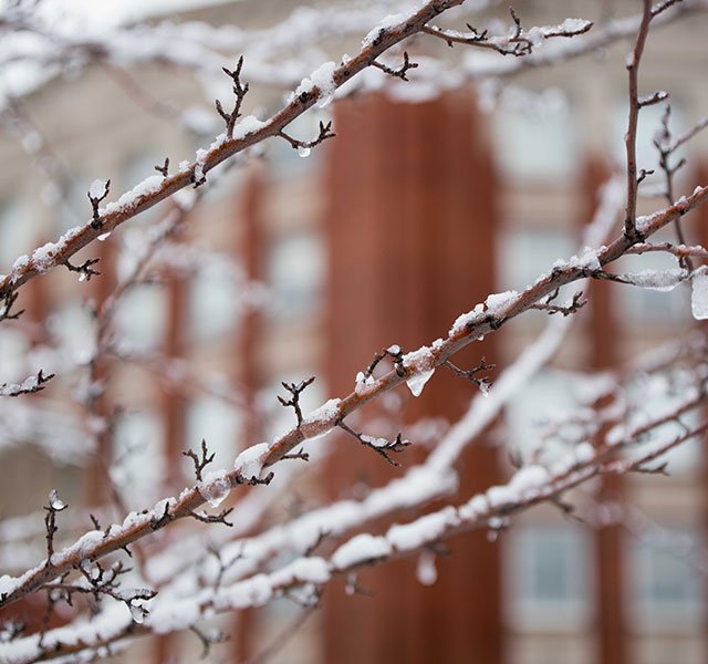 frozen tree branch