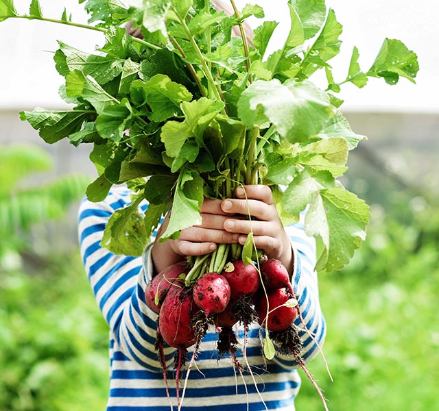 holding radishes
